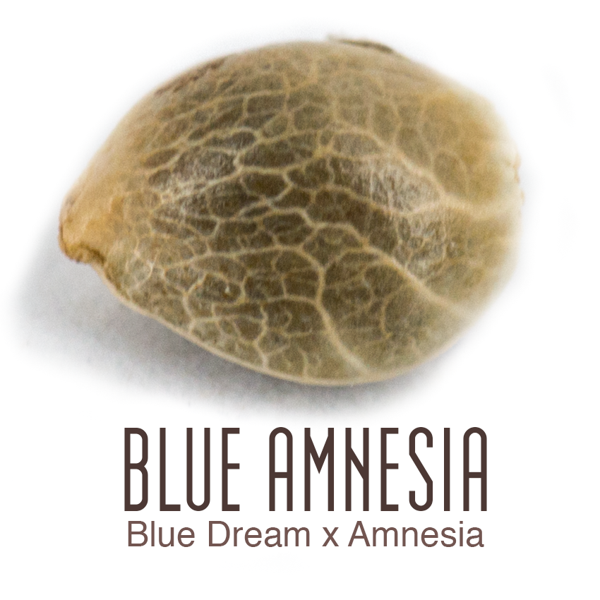 Blue Amnesia haze wiet creatief