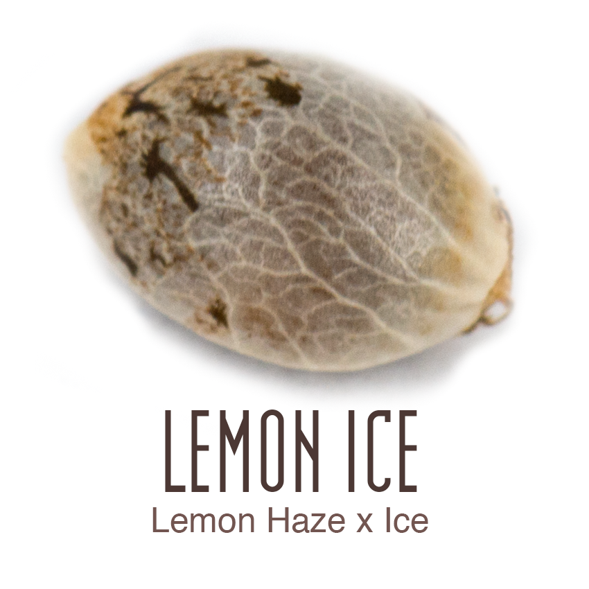 Lemon Ice wietzaadjes