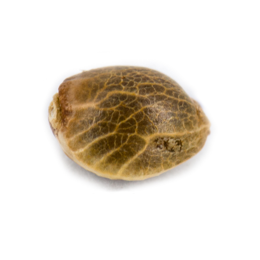 Kosher Choco Kush Feminised Cannabis Seeds from Amsterdam Genetics