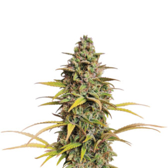 Choco Kush Autoflower cannabis seeds