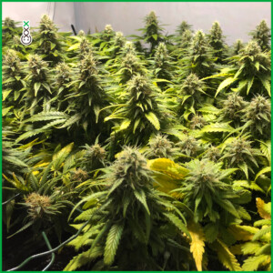 cannabis groei