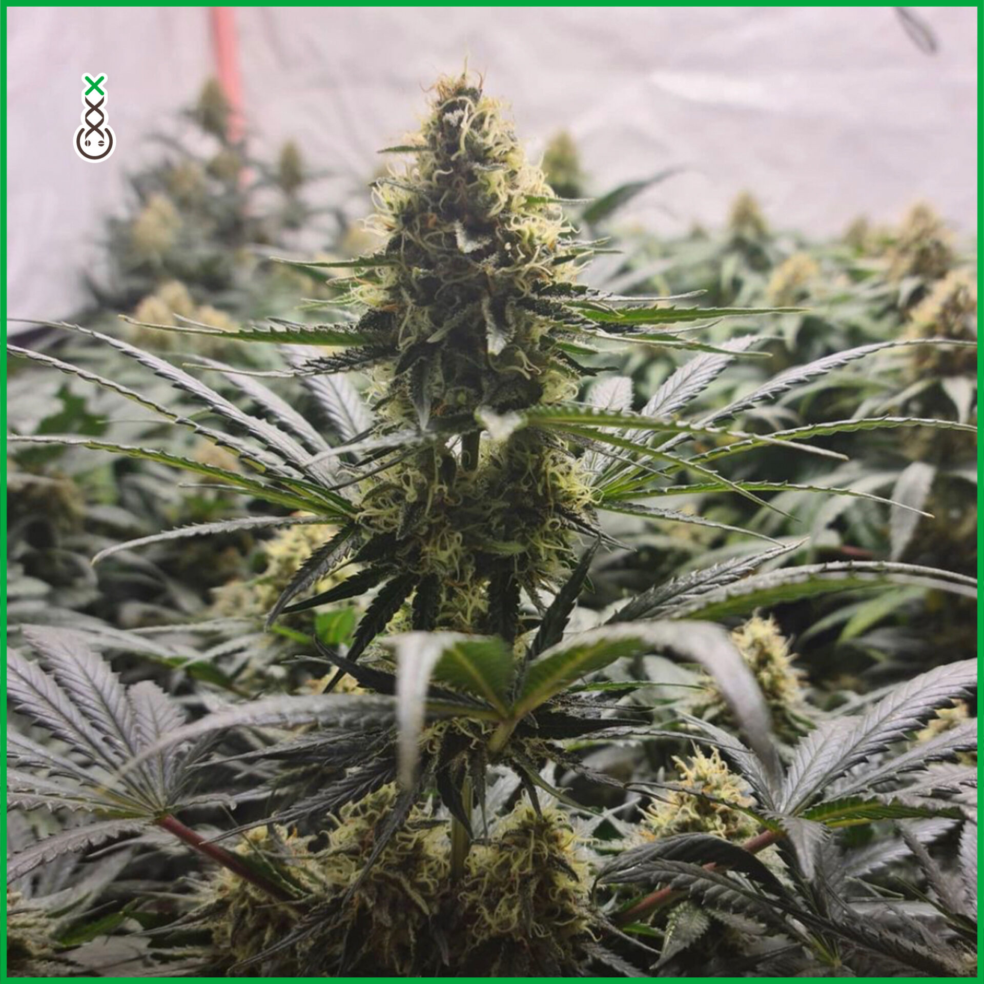 White Choco Haze Feminised Cannabis Seeds By Amsterdam Genetics