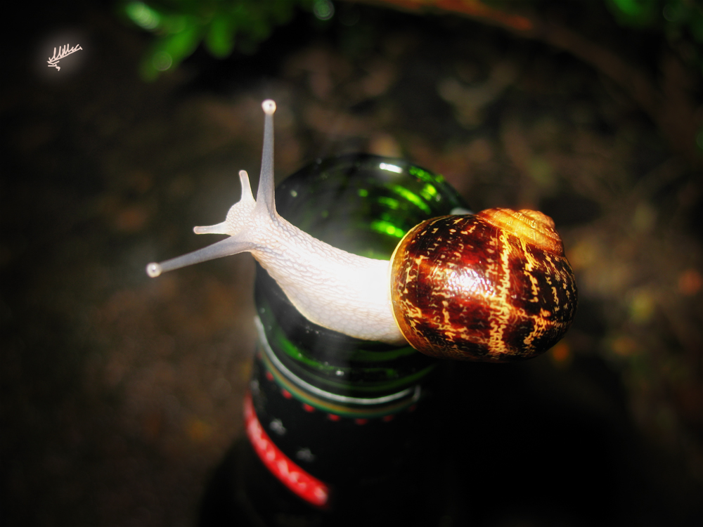 snails love beer by muhalovka