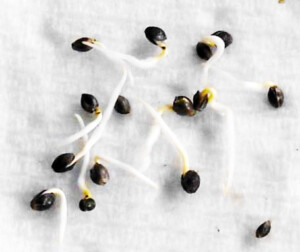 How to sprout cannabis seeds