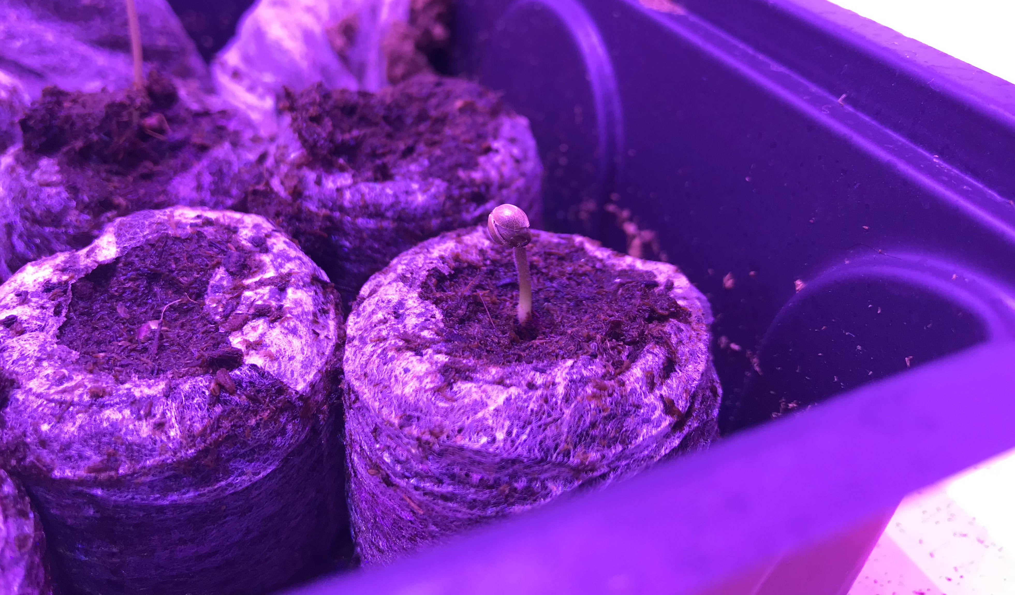 germinating cannabis seeds