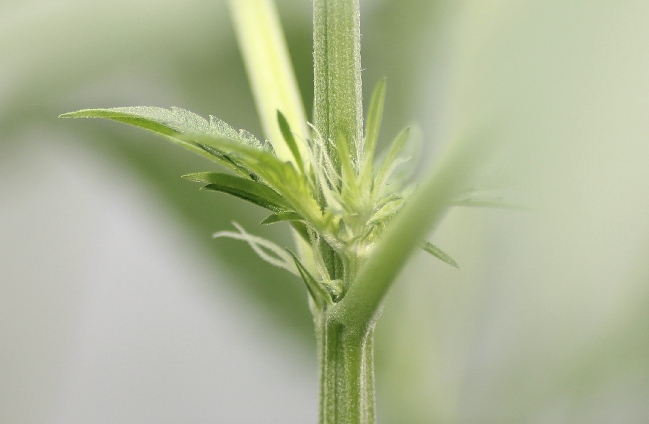 plante de cannabis femelle graines féminisées