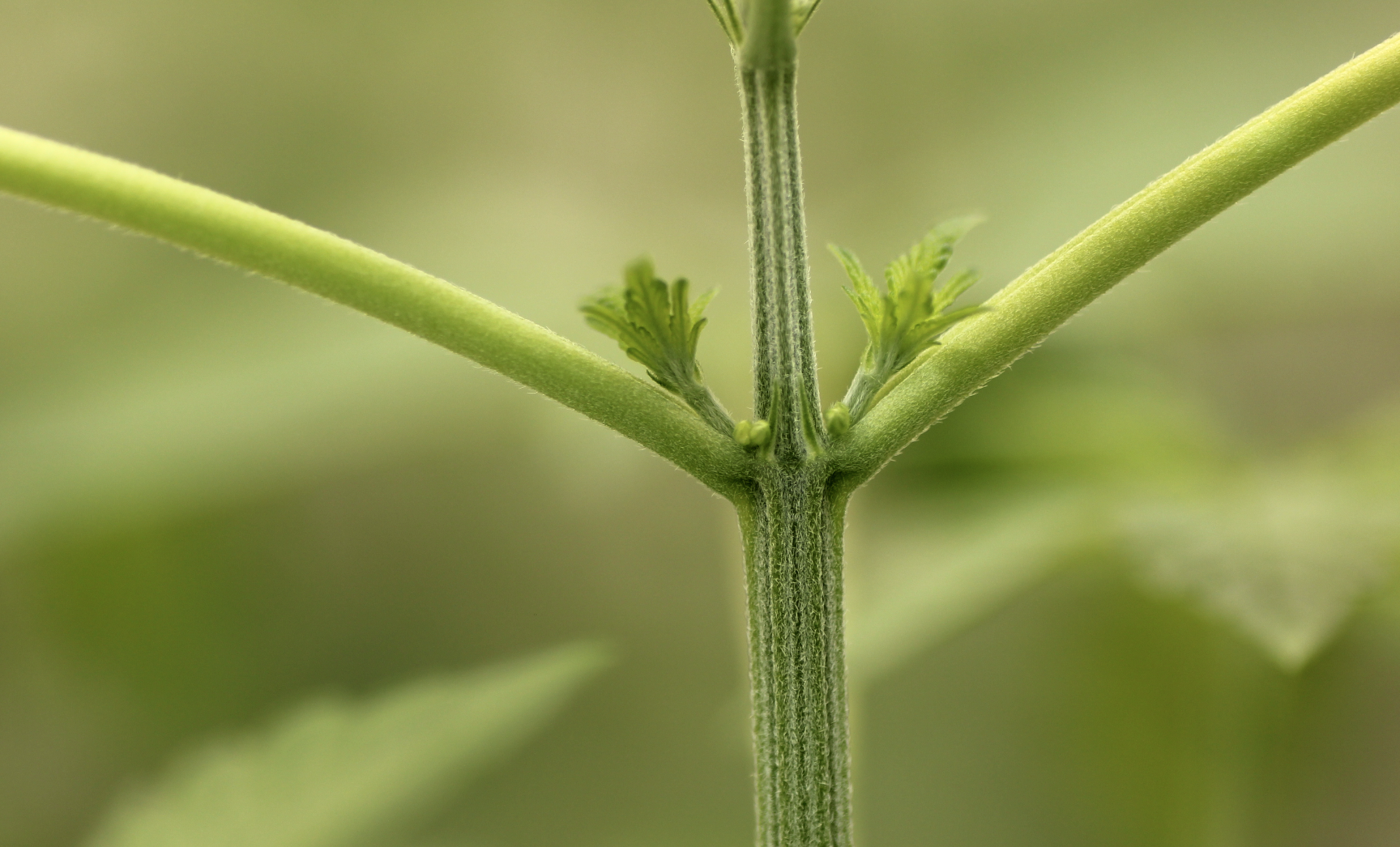 mannelijke cannabisplant versus vrouwelijke en hermafrodiete