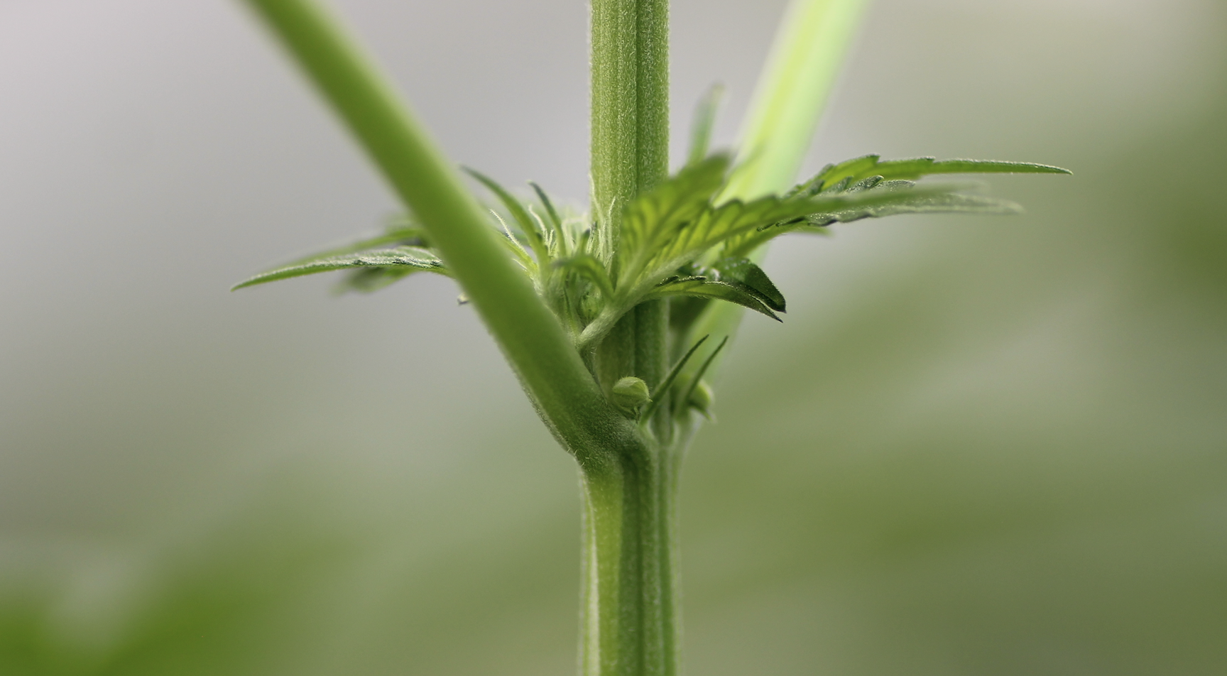 plante de cannabis hermaphrodite