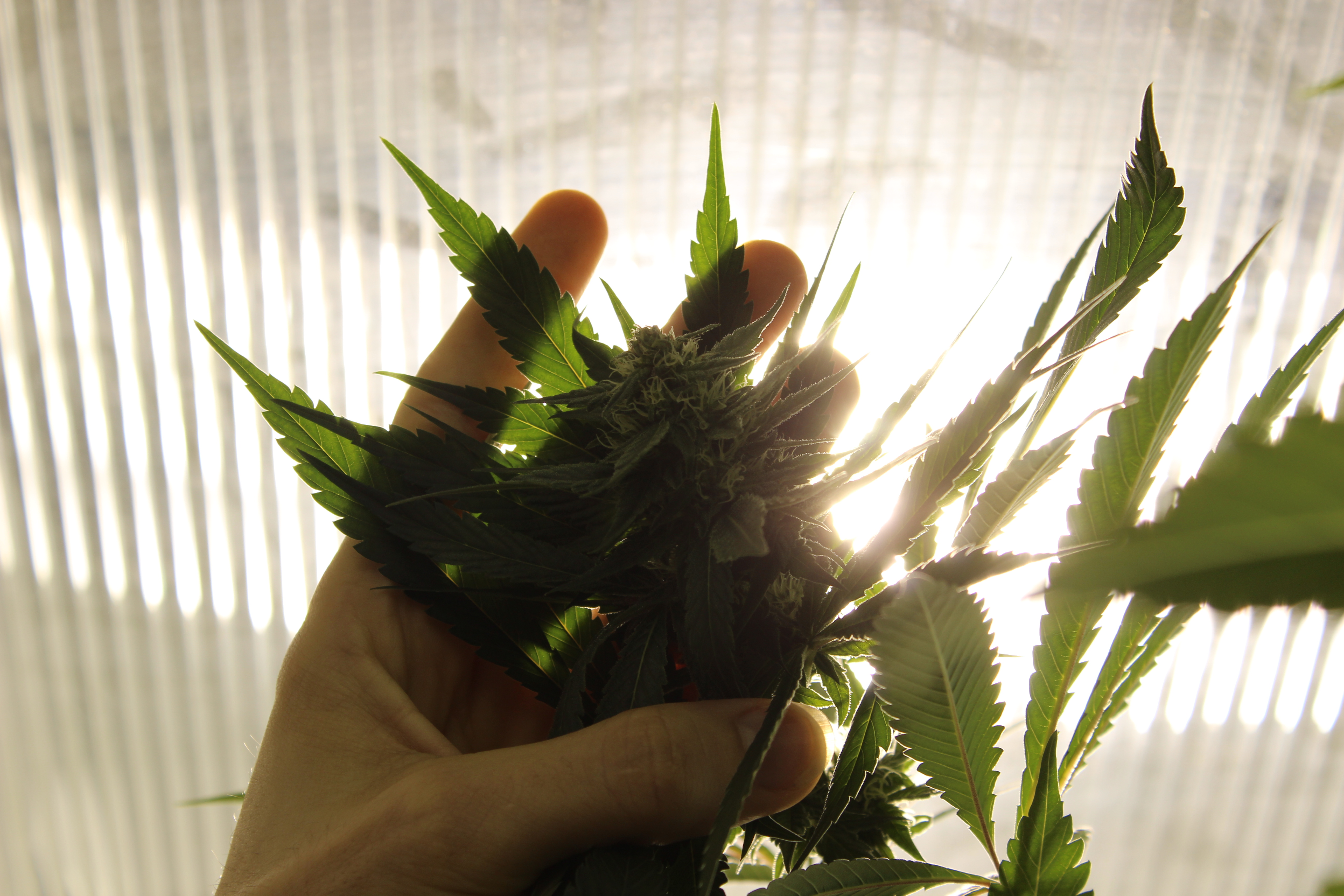cannabis plant in hand 