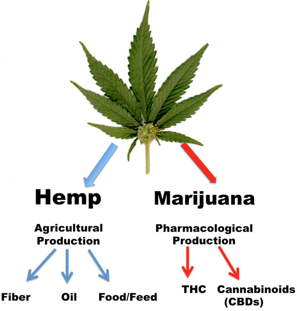 chanvre cannabis marijuana