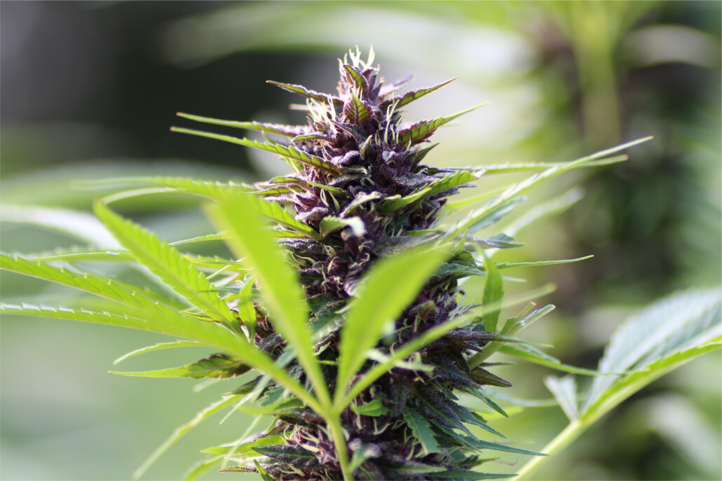 cannabis bud autoflower