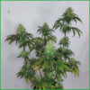 Sketch cannabis plant