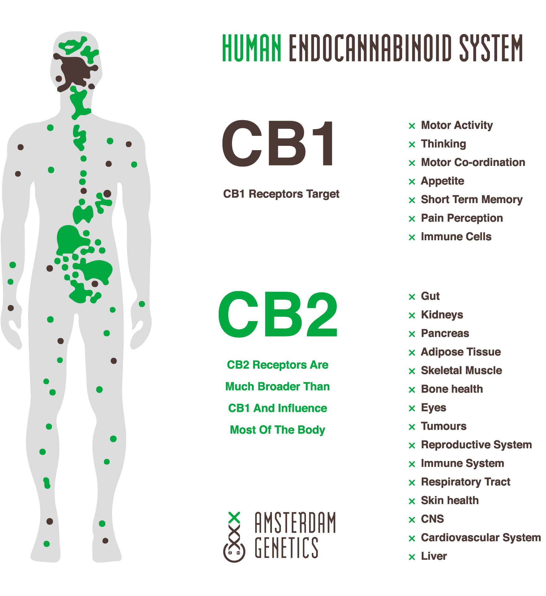 endocannabinoïde systeem cbd thc high
