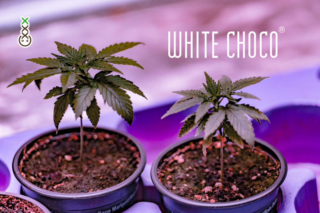 white choco autoflower cannabis zaden