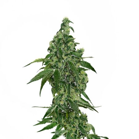 dutch duchess cannabis seeds