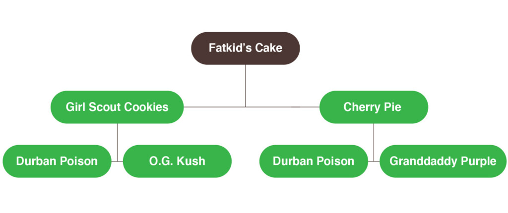 Génétique Fatkid's cake 