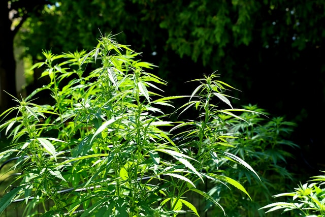 bio cannabis engrais