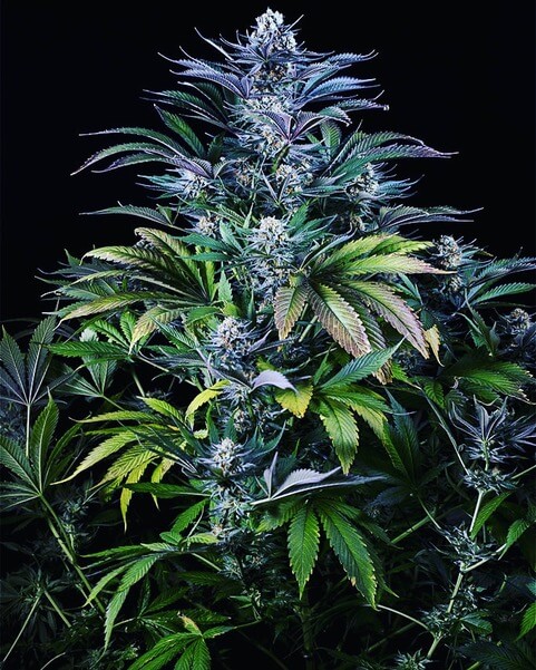 cannabis foto's