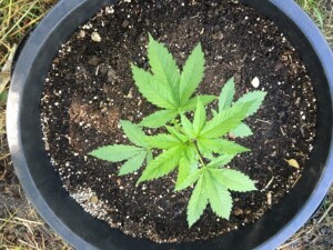 Grow Amsterdam Genetics Cannabis at home