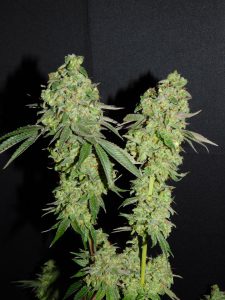 Cannabisplanten toppen voor meer oogst
