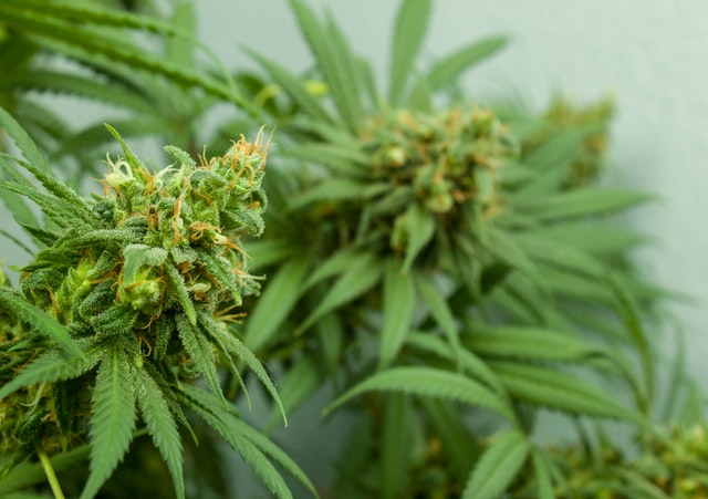 cultivar cannabis medicinal