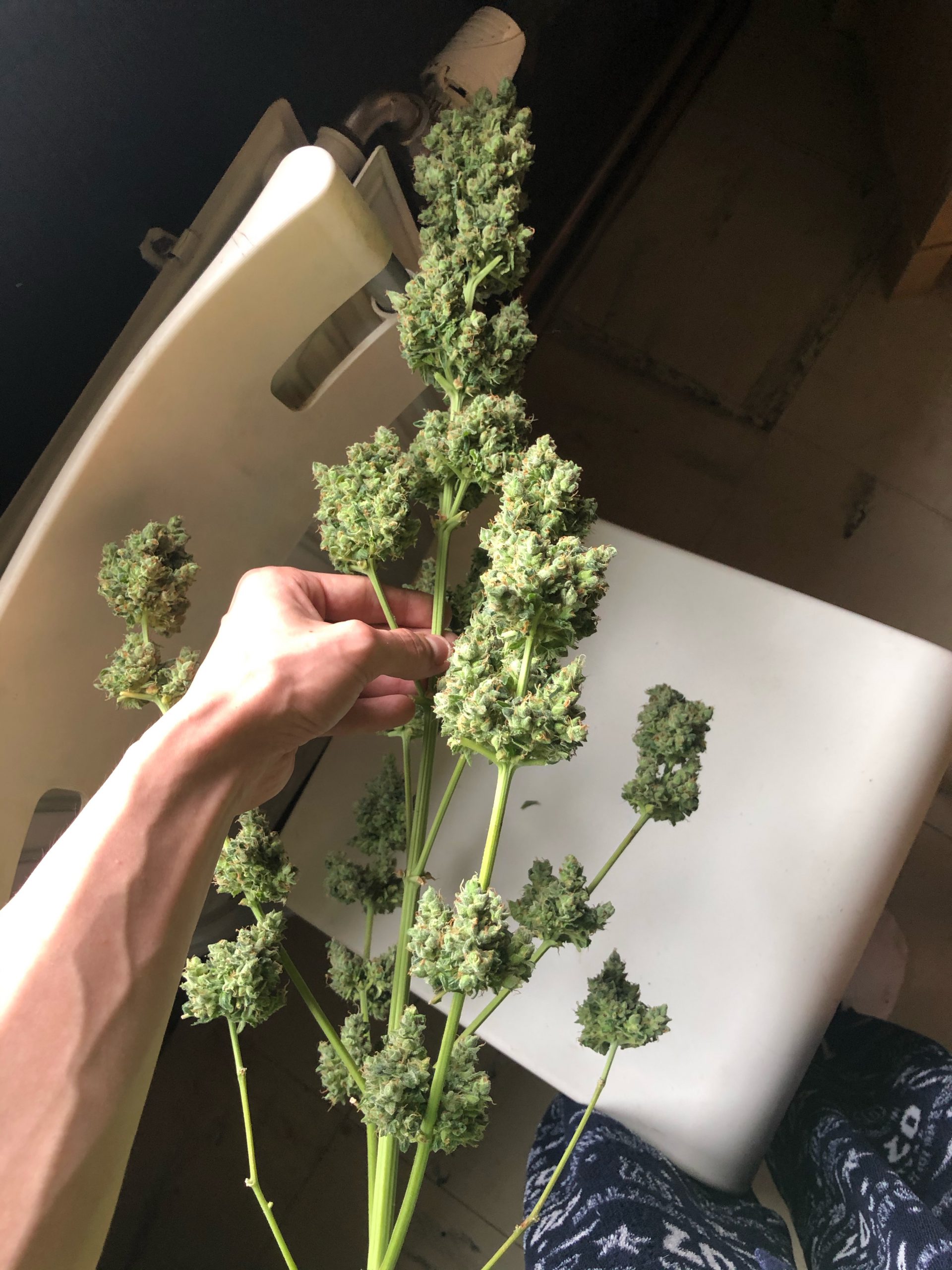 cannabis growen en wietplanten knippen