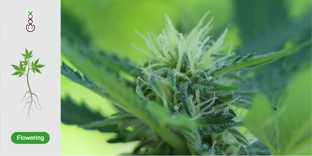 Hoe groeit cannabis in de bloeifase