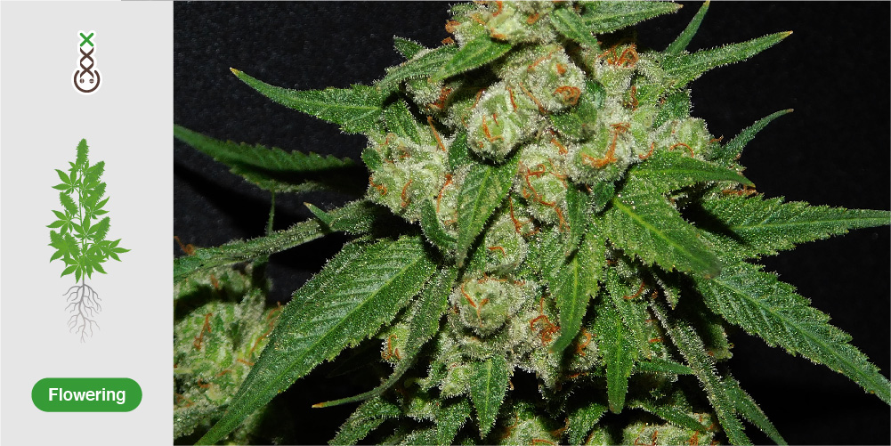 how-cannabis-grows-the-life-cycle-of-weed-amsterdam-genetics