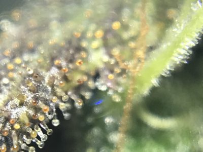 trichome photography