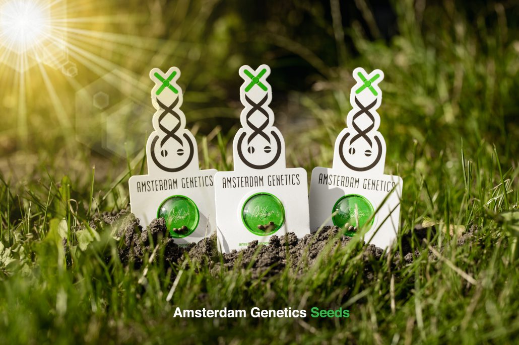 Amsterdam Genetics zelf cannabis growen