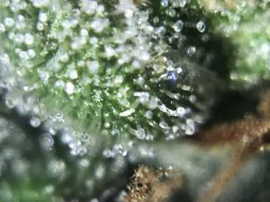 harvest cannabis 2