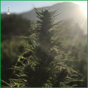 Cannabis outdoor growing season