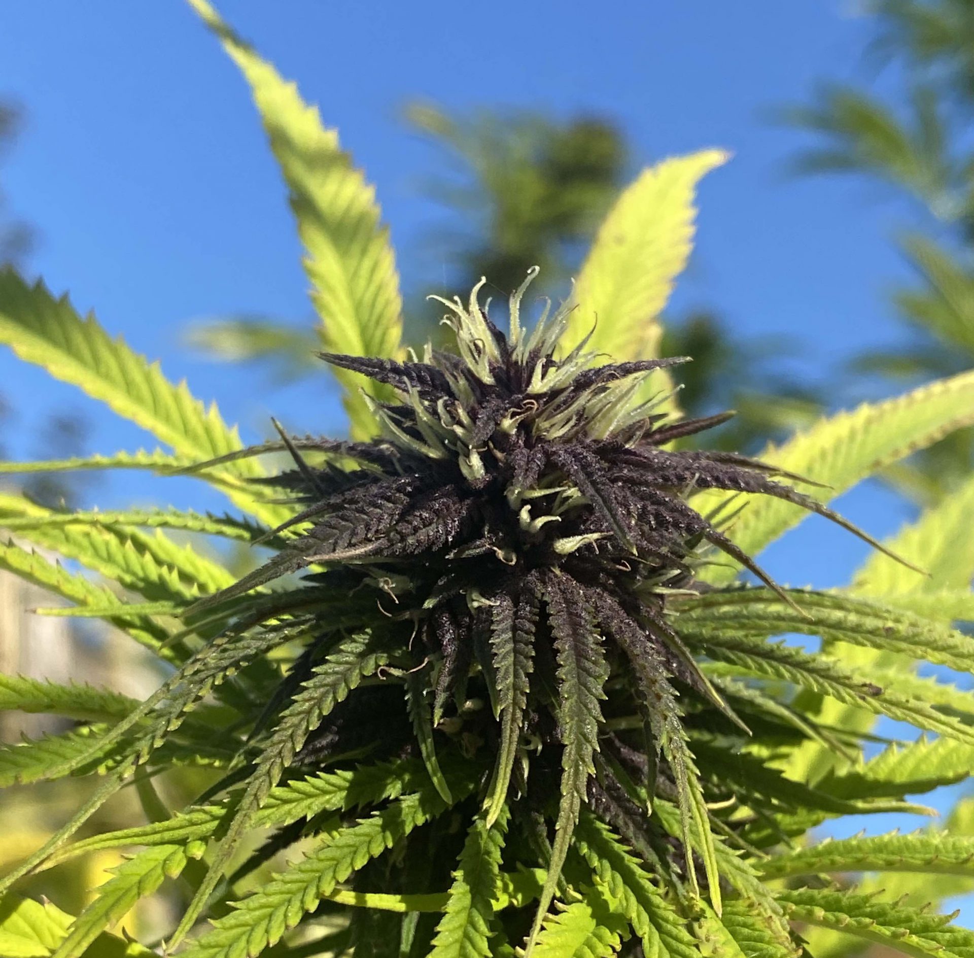 The Best Cannabis Seeds To Grow CBD Strains Amsterdam