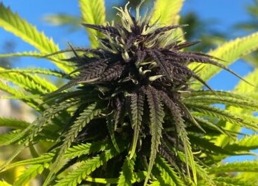 blue monkey purple cannabis