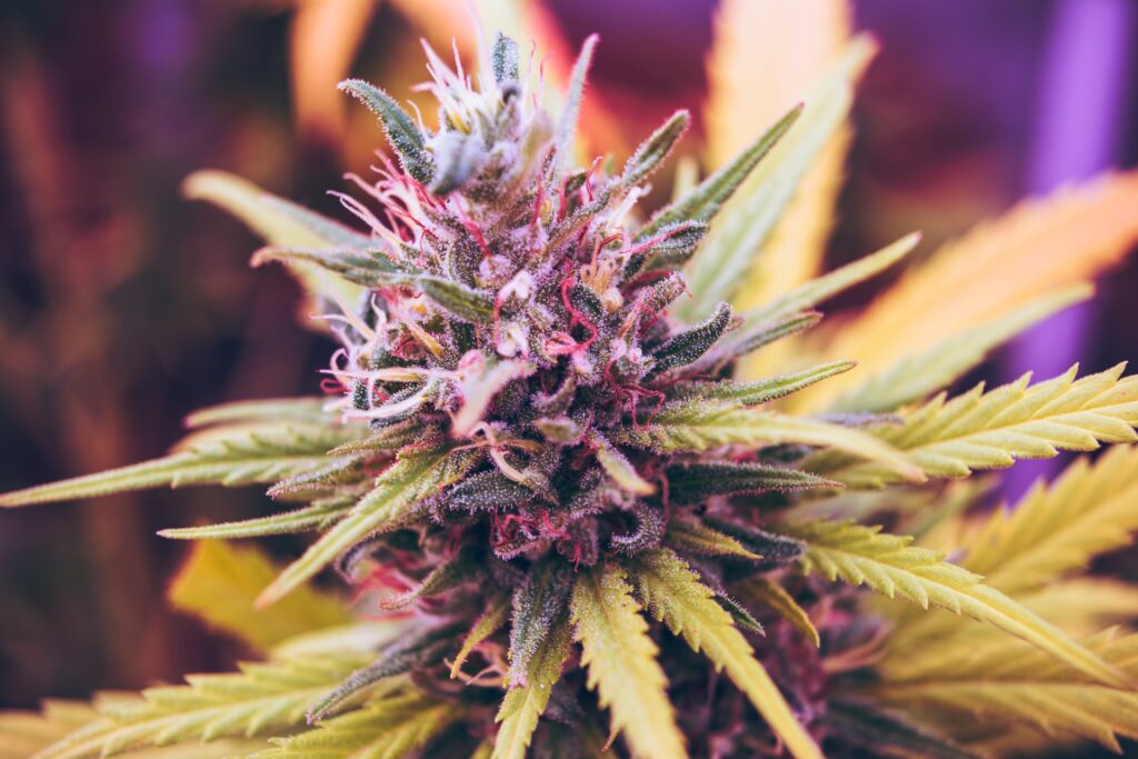 advanced cannabis growing tips