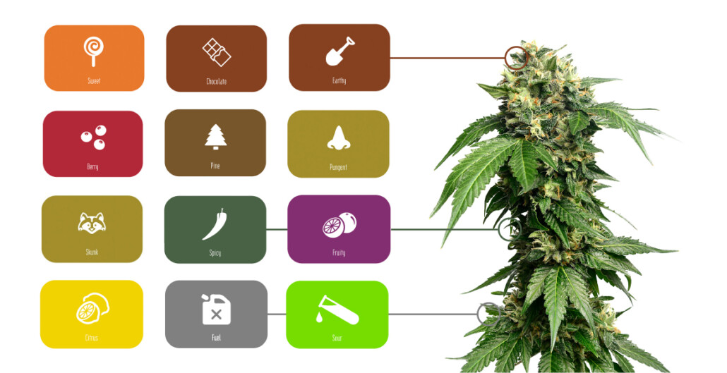 cannabis terpenes choose strains