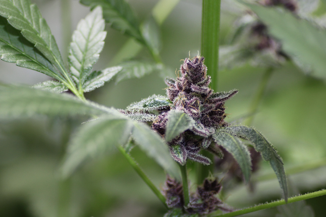 cannabis kush purple purple