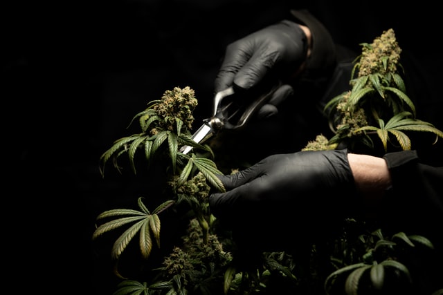 trimming cannabis improve taste