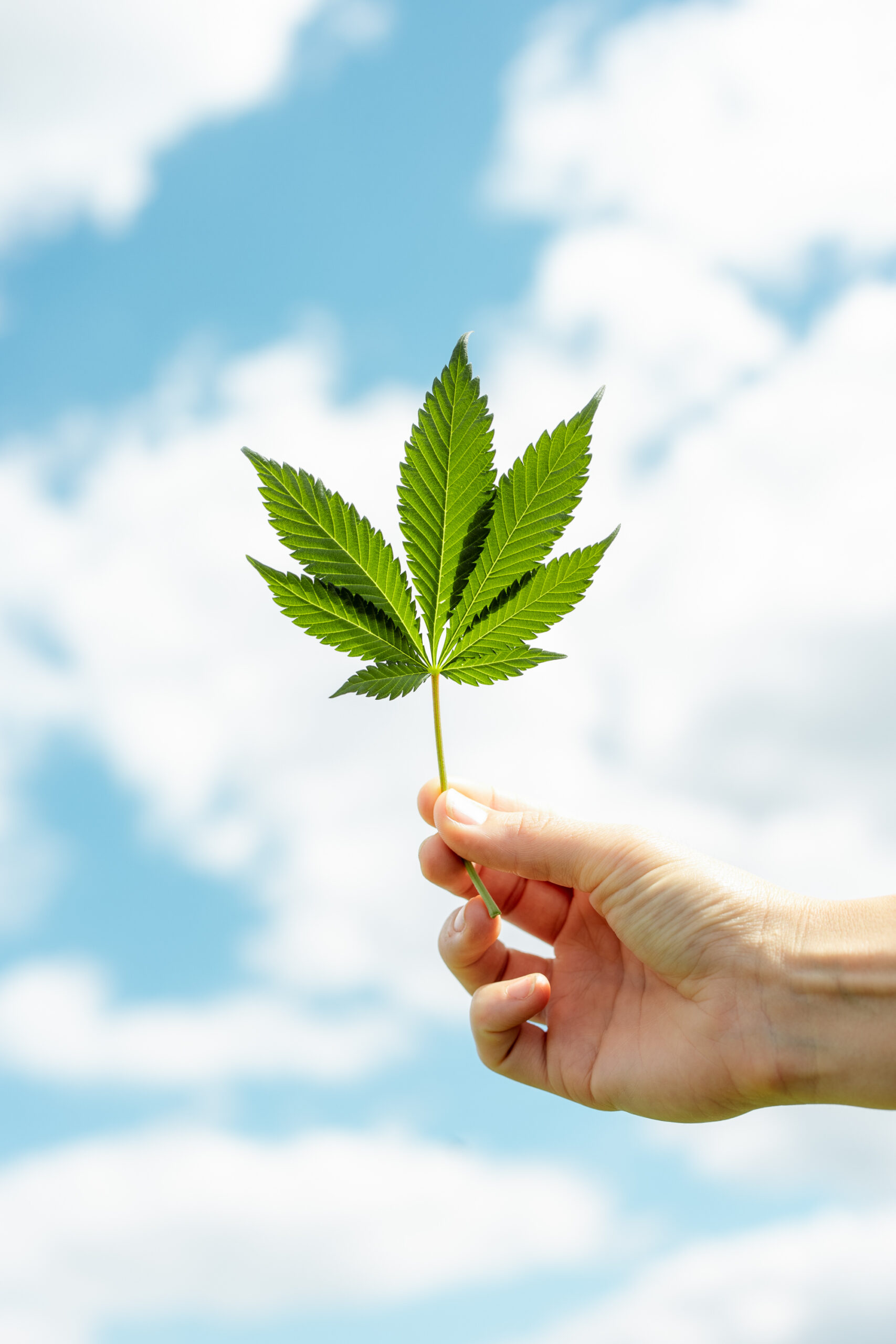 cannabis indica strain leaf
