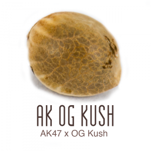 AK-OG Kush cannabis seed by Amsterdam Genetics