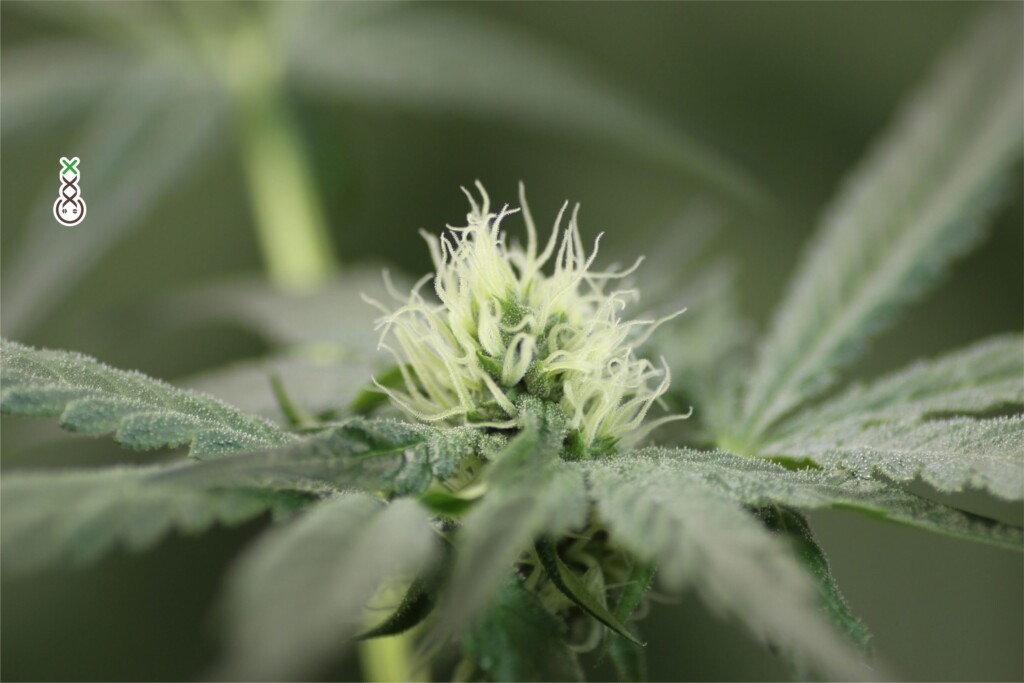 récolter plantes marijuana 
