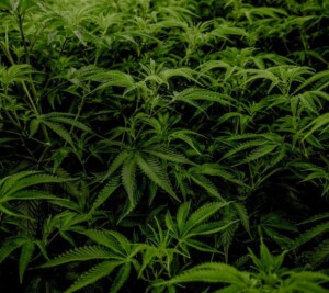 defoliating cannabis plants better marijuana harvest