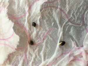 Cannabis seeds germinate on paper towel