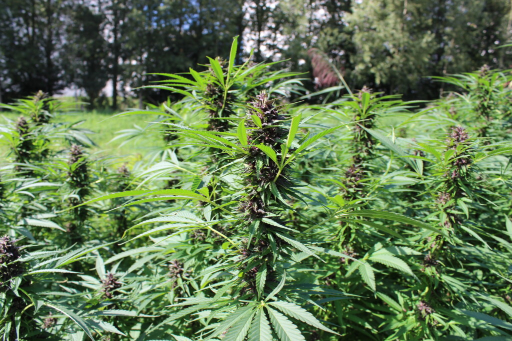 floraison graines de cannabis