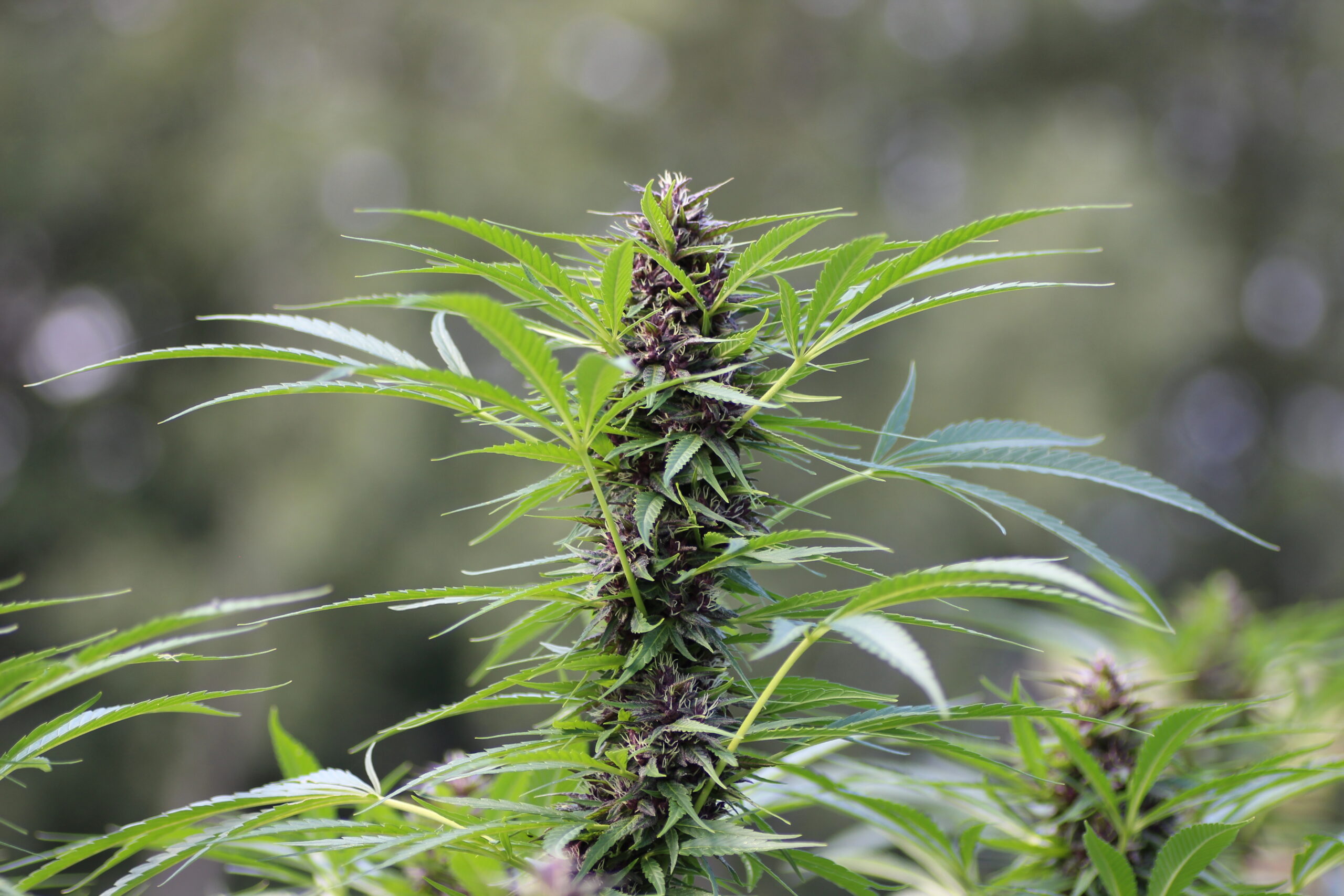 purple cannabis anthocyanin