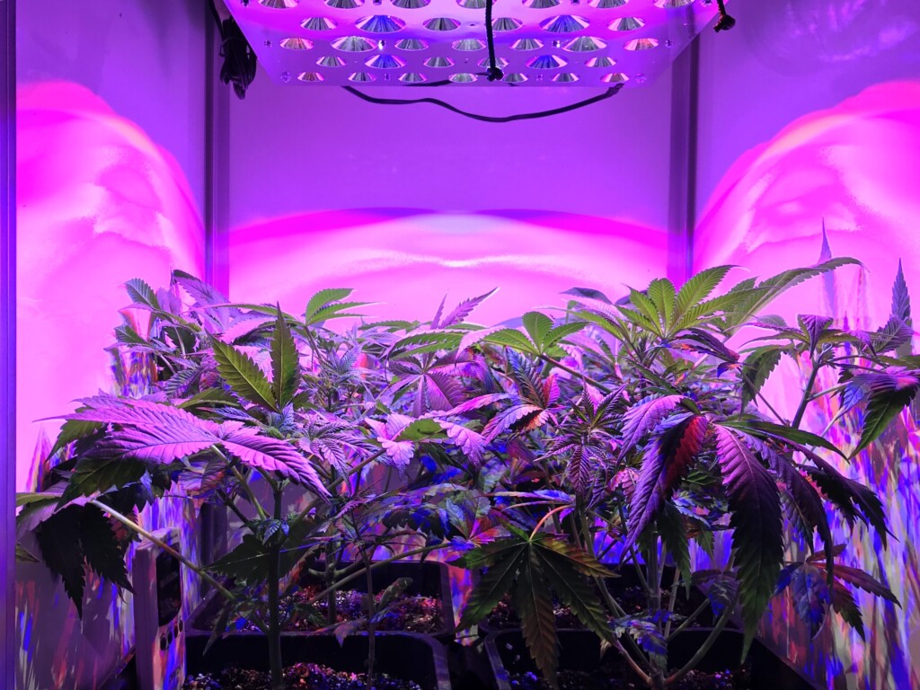 grow lamps heat stress cannabis heat