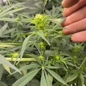 supercropping cannabis