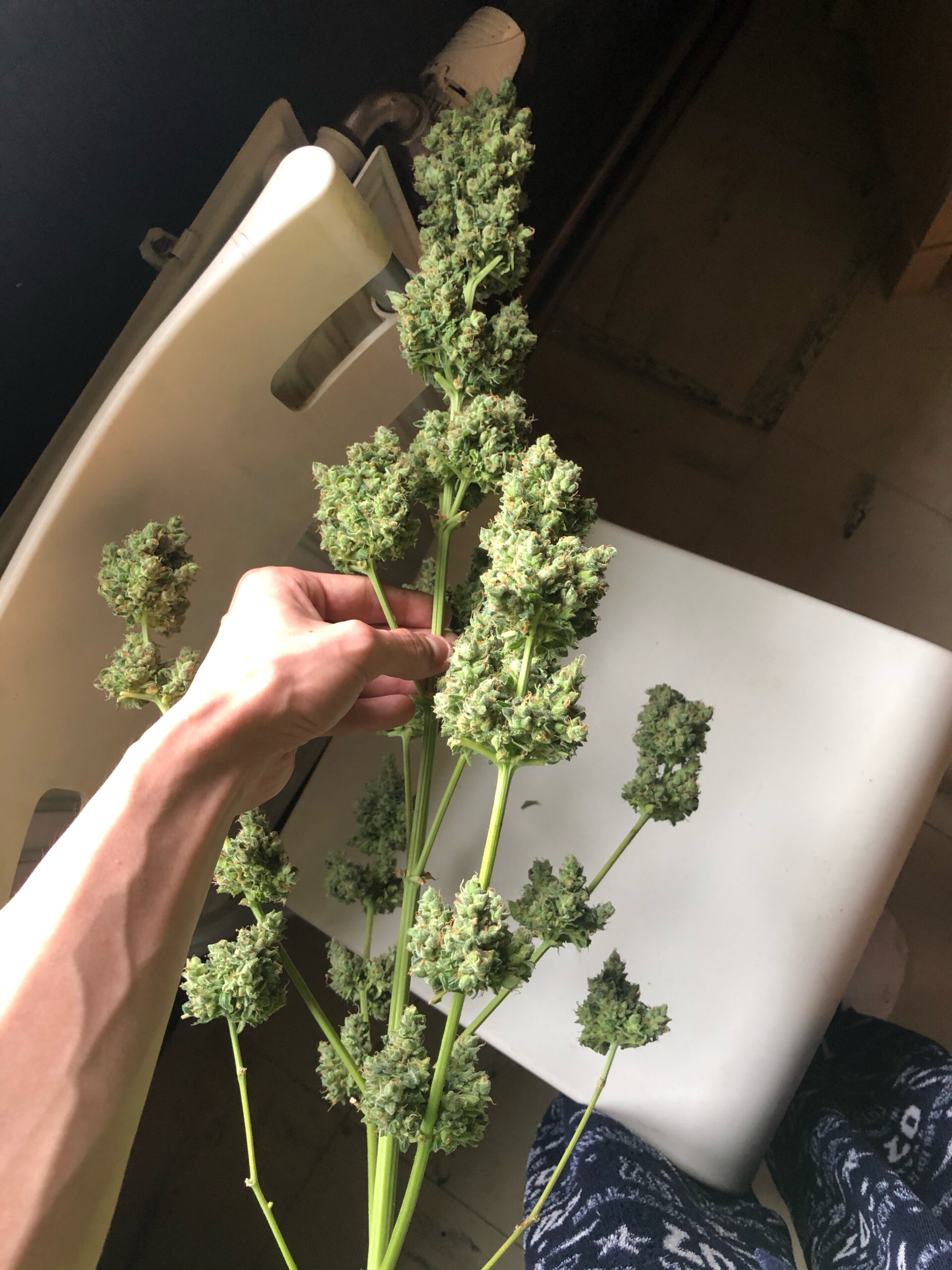 first cannabis home grow drying
