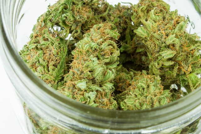 cannabis oogsten