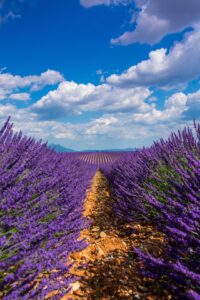 linalool cannabis lavender scent